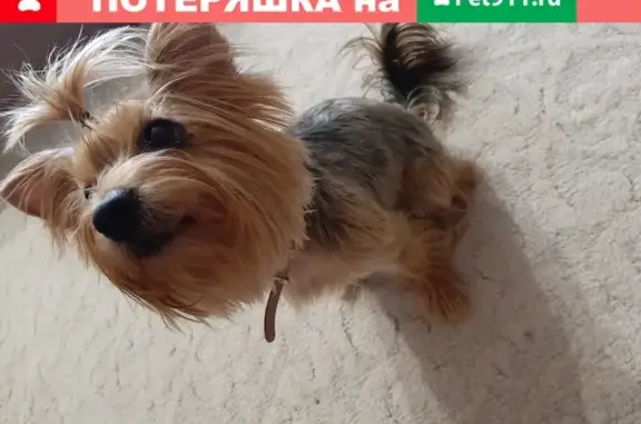 Найдена собака в посёлке Тимашево, Уфа