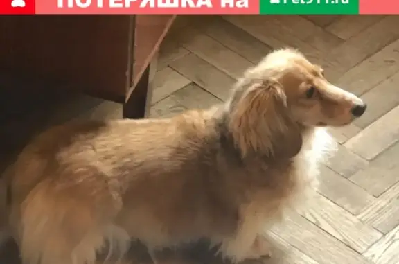 Найдена собака светло-русого окраса в Москве