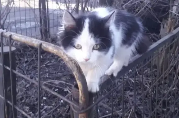 Найдена кошка с ошейником на 1-м Предпортовом проезде, СПб