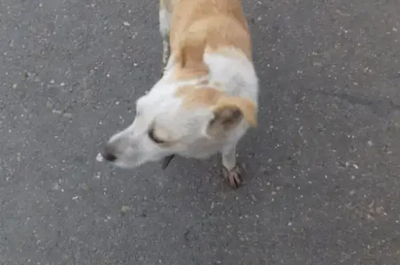 Найдена собака на Туркестанской 55