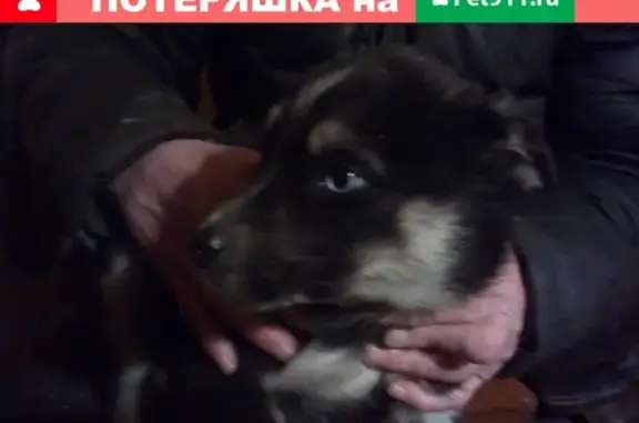 Найден щенок на ул. Емлина, Первоуральск