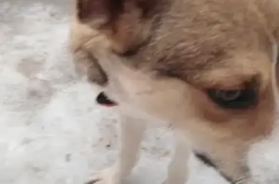 Найдена собака на ул. Трактористов, Екатеринбург
