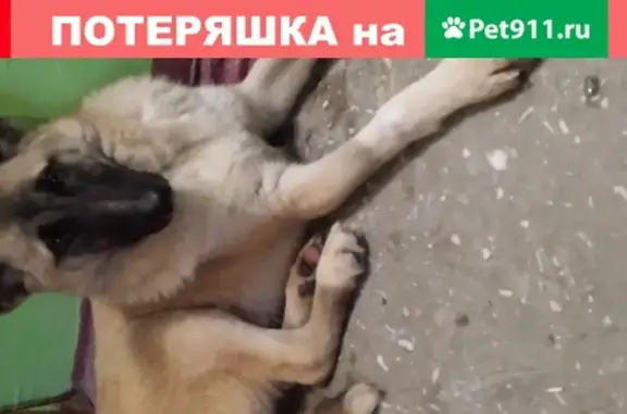Собака на ул. Стофато, Новосибирск