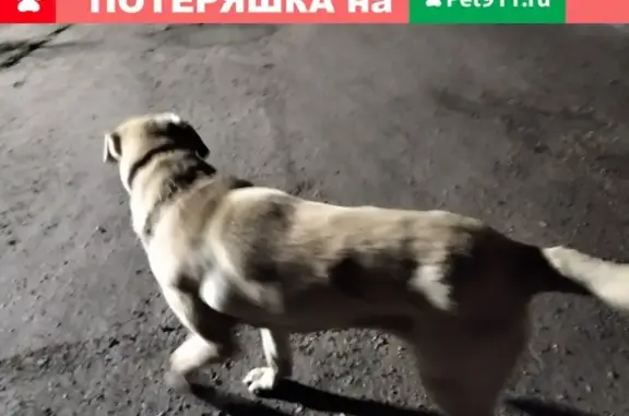 Собака на СНТ Глушица, Жуковский, ищет своего хозяина