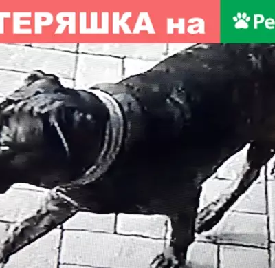 Пропала собака Тери, деревня Игнатьево.