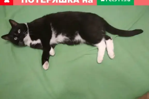 Пропала кошка в Загорянском: черная с белым пузом и лапками, адрес - ул. Калинина, 25А.