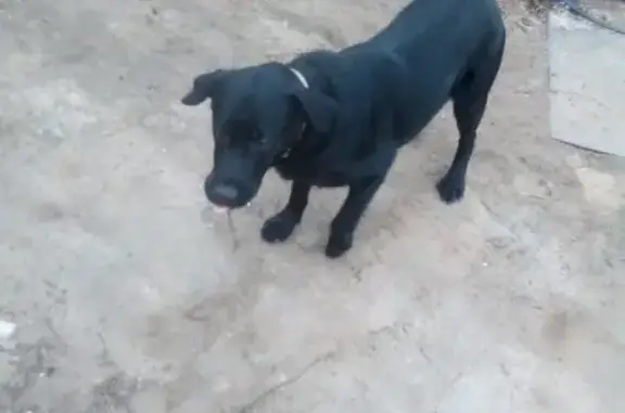 Найден щенок лабрадора на ул. Степана Солодовникова