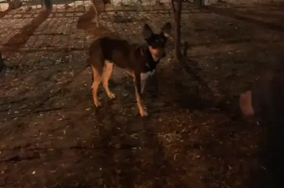 Найдена собака на Волжском бульваре