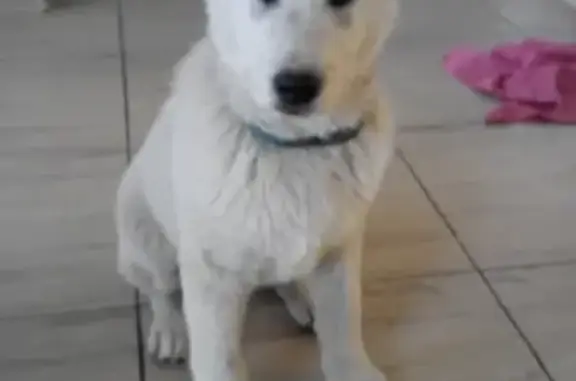 Найденные животные Новороссийск, фото: Пропала собака в Борисовке, ошейник морской волны