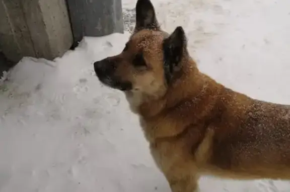 Найдена собака у остановки Железнодорожный техникум, Новосибирск