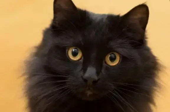 Найдена чёрная кошка в Жулебино, Москва