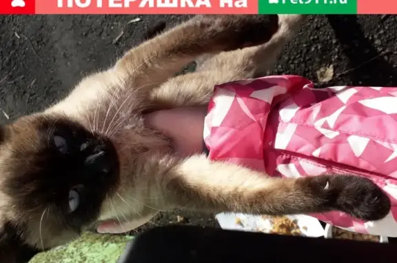 Пропала кошка на ул. Генерала Ивлиева, 26 в Н.Новгороде