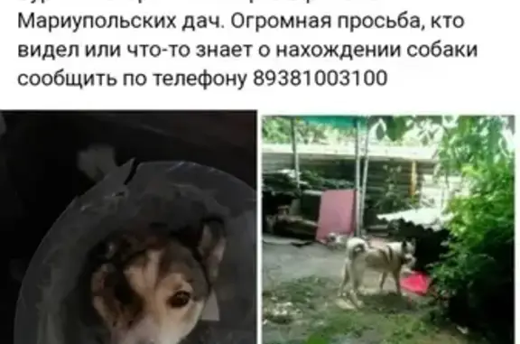 Пропала собака Буран на Мариупольском шоссе, Ростовская область