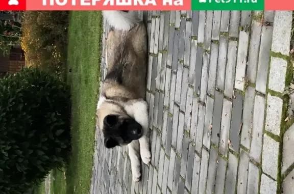 Пропала собака Челси в Лугинино, Московская обл.
