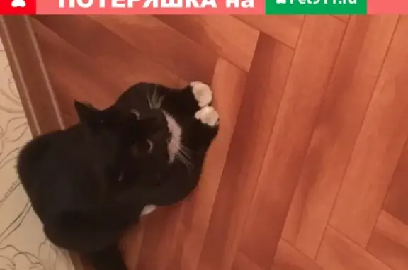 Найден чёрный кот на пр. Защитников Москвы 14