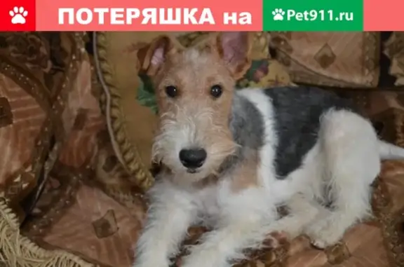 Пропала собака на улице Саввы Морозова, Орехово-Зуево