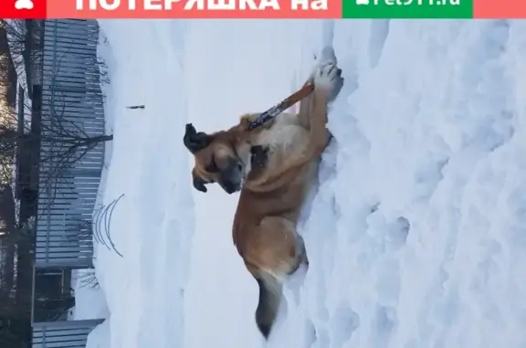 Пропала собака Яша в деревне Беляниново, Московская область