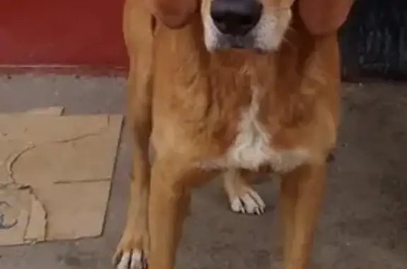 Собака найдена в Южном Бутово, Москва.