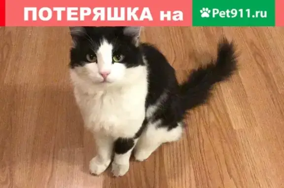 Пропала кошка Мурзик на Буинской, 43
