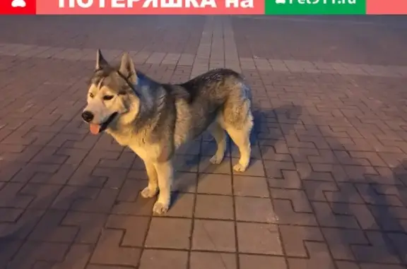 Собака Хаски найдена на Пушкинской, Ростов-на-Дону