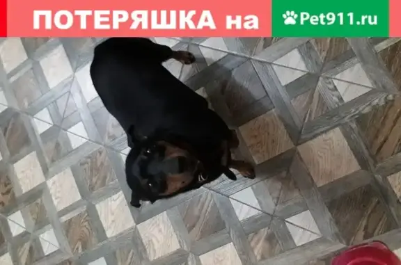 Пропала собака Варя в Коломенском парке