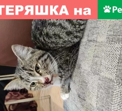 Найдена кошка на пр. Победы, нужен хозяин