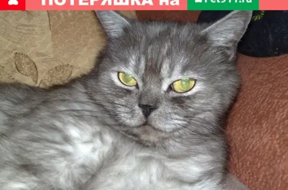Пропал кот Лордик в Егорьевске, возраст 15 лет.