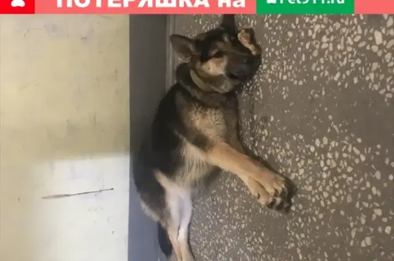 Найдена собака Овчарка на улице Каролинского в Сургуте