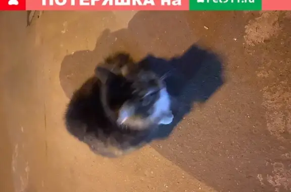 Дружелюбная кошка на Пятницком шоссе