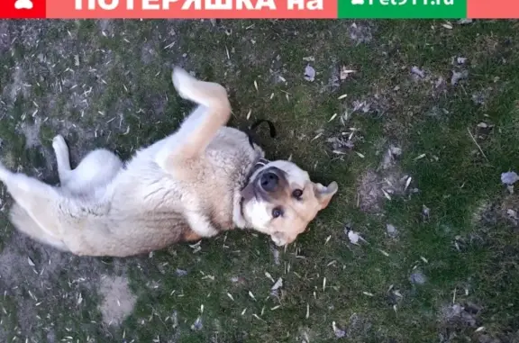 Найдена собака Лайка с GPS на берегу Дона