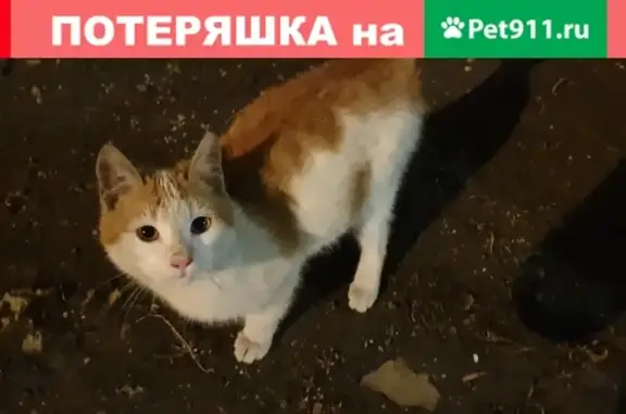 Найдена кошка на ул. Корнейчука, Бибирево