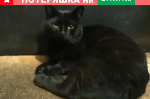 Чёрный кот найден на улице Панфёрова 16к1