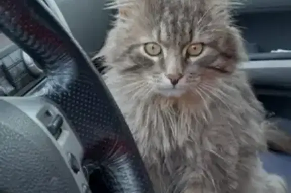 Кошки потеряшки, Санкт-Петербург, фото: Потеряшка Сибирский кот Барсик в садоводстве Пальмира