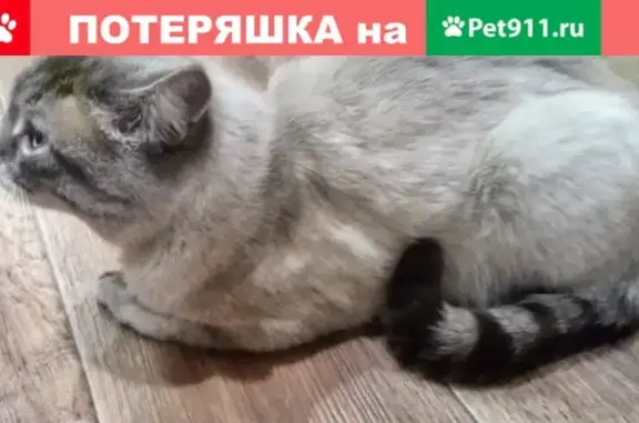 Найден кот с голубыми глазами на ул. Хользунова, Воронеж