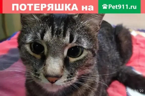 Пропала кошка Тихон в Москве, Коммунарка