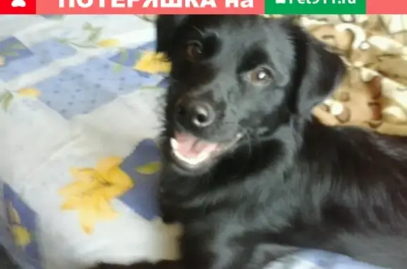 Пропала собака Яша в Пензенской области