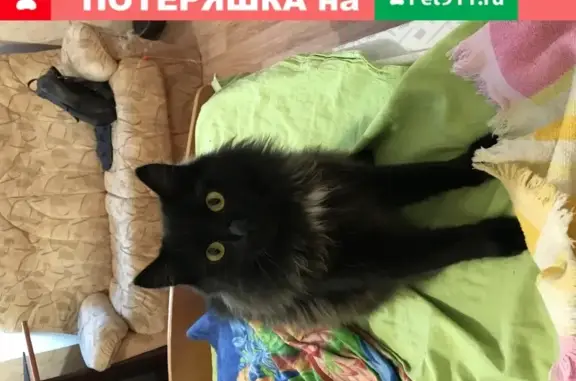 Найден чёрный кот с белым пятнышком в Красноярске на Мичурина