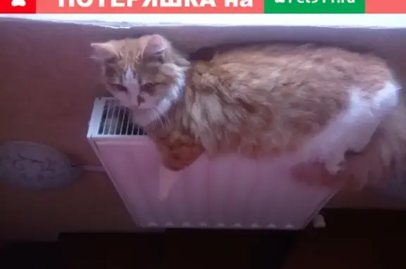 Пропала кошка на Череповецкой улице, Ростов-на-Дону