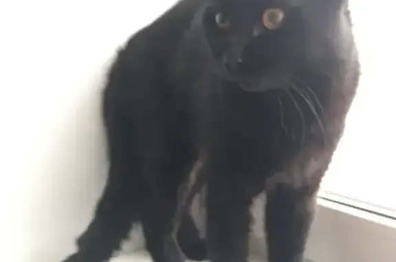 Найден черный кот на ул. Дарвина, 3, Кемерово