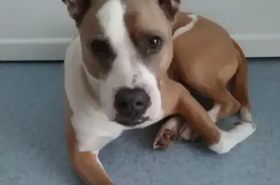 Собаки потеряшки, Омск, фото: Потеряшка собака Ясень в Омске