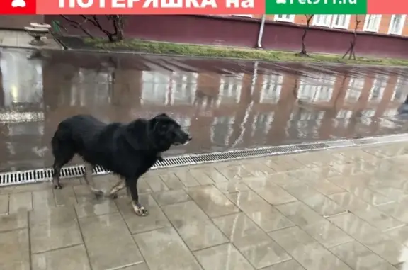 Найдена собака на ул. Куусинена, Москва