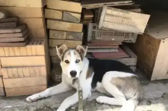 Пропала собака в Геленджике на улице Раевского