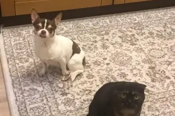 Кошки потеряшки, Москва, фото: Потеряшка британская кошка в Коломенском округе