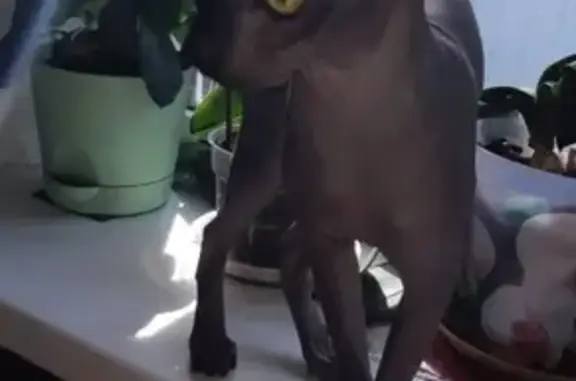 Кошки потеряшки, Анапа, фото: Потеряшка кошка на ул. Крымской, г. Анапа, Краснодарский край, Россия