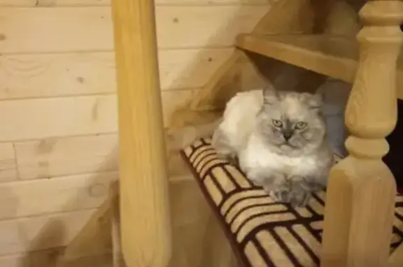 Найдена коротколапая кошка породы Селкирк Рекс в Москве.