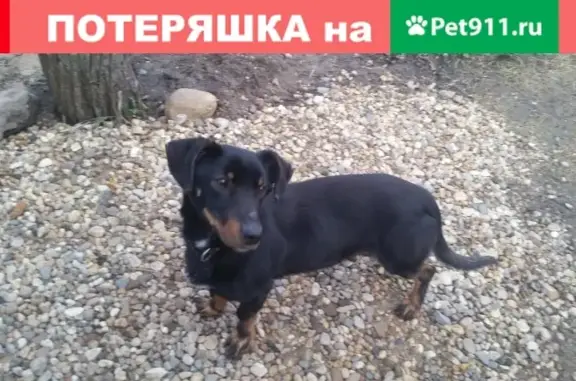 Собака Помесь таксы найдена в деревне Андрейково