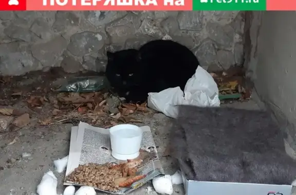Найден ухоженный кот с белыми пятнами в Екатеринбурге