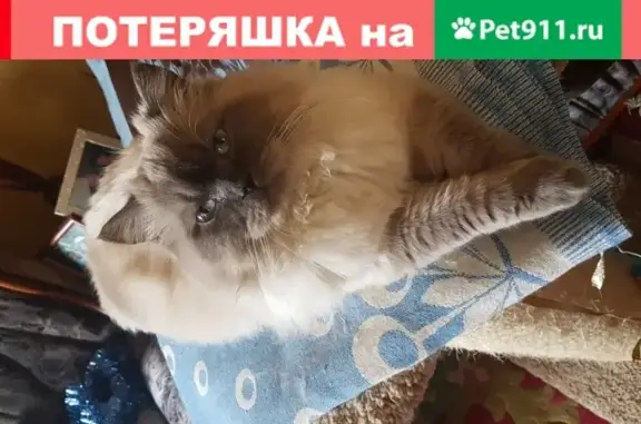 Пропала кошка на улице Радио, мкрн Салтыковка