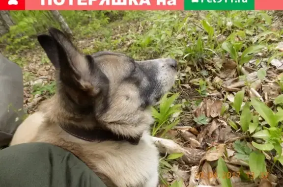 Пропала собака Джефф на Московском ЦКадре