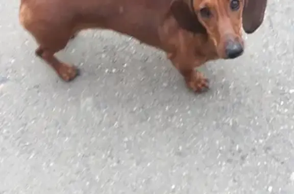 Собака такса найдена в Краснодаре